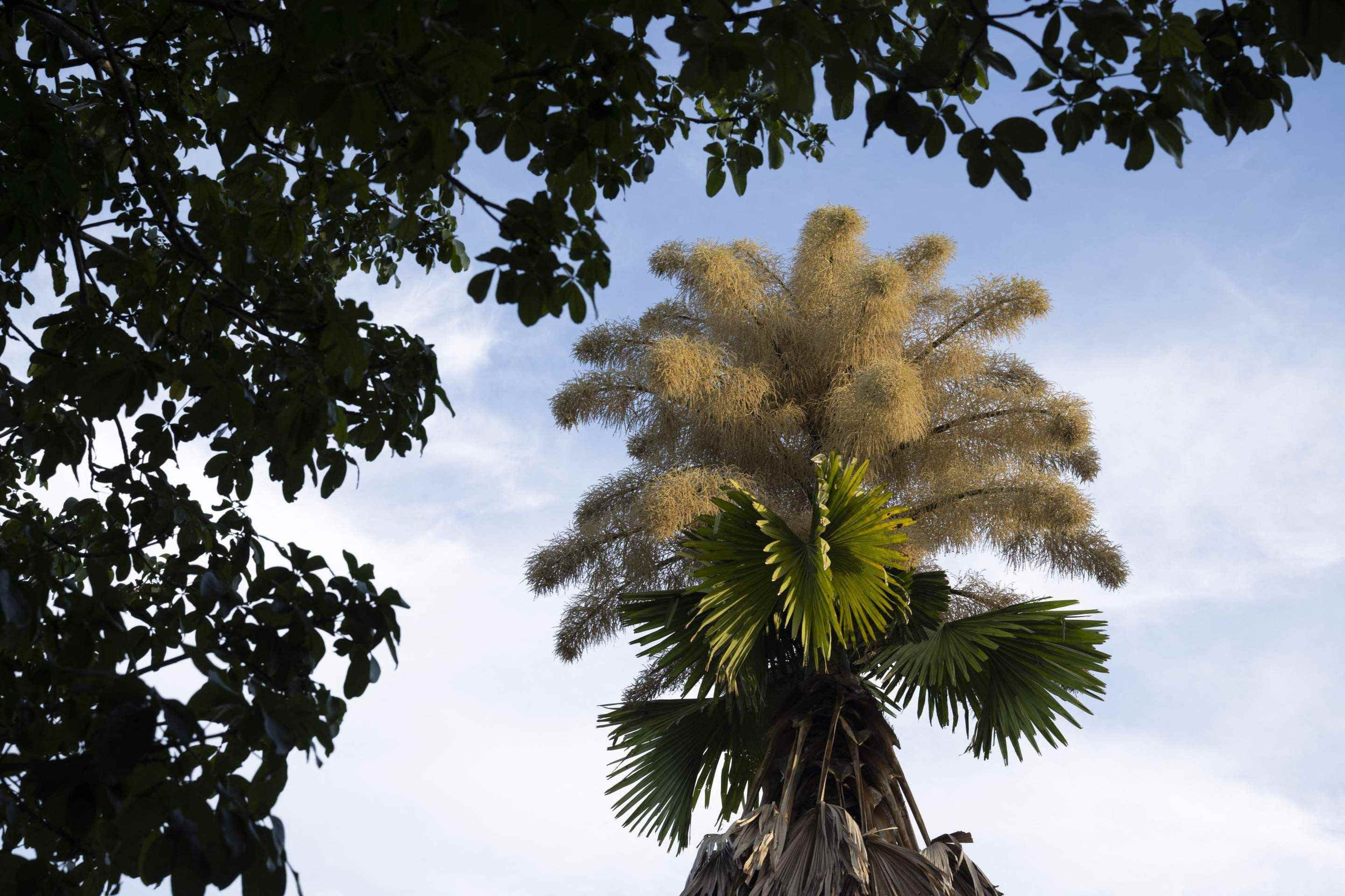  This view shows Talipot palms (Corypha umbraculifera) blooming for the first time at Aterro do Flamengo park in Rio de Janeiro, Brazil on December 8, 2025. An extraordinary botanical spectacle is captivating residents and tourists in Rio de Janeiro: several Talipot palms planted more than six decades ago are blooming for the first and last time in their lives. (Photo by Pablo PORCIUNCULA / AFP)       