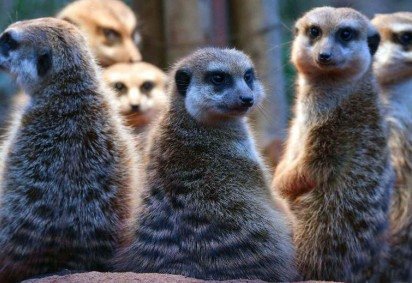 Os chimpanzés são altamente sociáveis e formam fortes laços entre si, mas sua estrutura social é muito diferente da humana -  (crédito: Getty Images) -Os chimpanzés são altamente sociáveis e formam fortes laços entre si, mas sua estrutura social é muito diferente da humana -  (crédito: Getty Images)