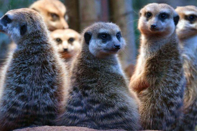 Os chimpanzés são altamente sociáveis e formam fortes laços entre si, mas sua estrutura social é muito diferente da humana - (crédito: Getty Images) Os chimpanzés são altamente sociáveis e formam fortes laços entre si, mas sua estrutura social é muito diferente da humana - (crédito: Getty Images)