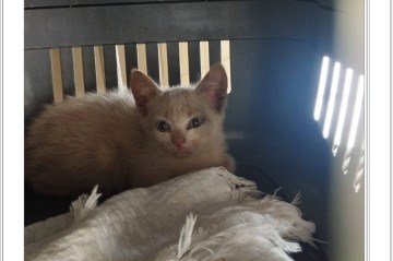 A ONG já resgatou mais de 2000 animais -  (crédito: Clube do Gato/ Divulgação)