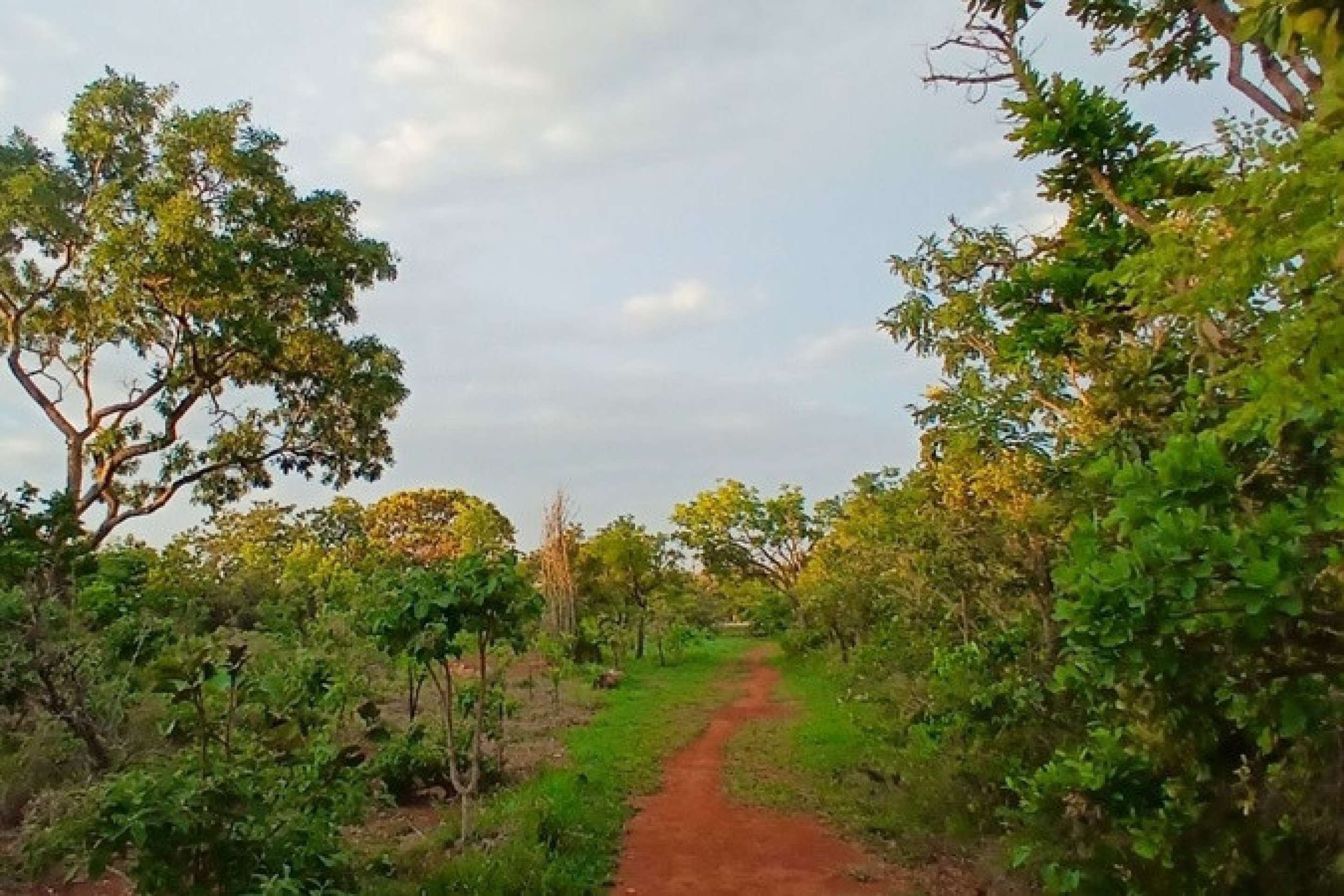 Trilha dentro do Parque Ecol&oacute;gico das Sucupiras