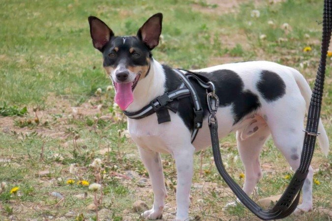 Escolher a coleira certa permite que os pets explorem o ambiente sem desconfortos (Imagem: oasisamuel | Shutterstock) - (crédito: EdiCase) Escolher a coleira certa permite que os pets explorem o ambiente sem desconfortos (Imagem: oasisamuel | Shutterstock) - (crédito: EdiCase)