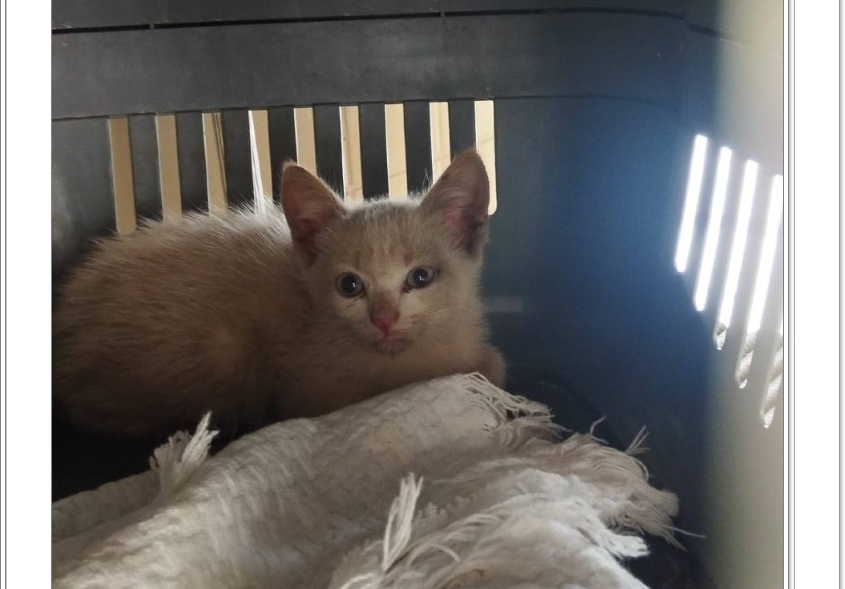 Clube do Gato reabre loja virtual para manutenção dos resgates de animais