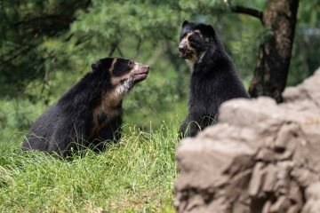 Os ursos Ransisku e Coya no Zoológico do Queens -  (crédito: Terria Clay/WCS)