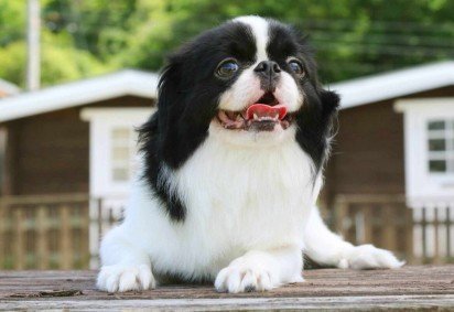 Um típico cão de companhia, o spaniel japonês é uma raça repleta de história, charme e delicadeza (Imagem: Rin Seiko | Shutterstock) -  (crédito: EdiCase) -Um típico cão de companhia, o spaniel japonês é uma raça repleta de história, charme e delicadeza (Imagem: Rin Seiko | Shutterstock) -  (crédito: EdiCase)