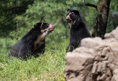 Os ursos Ransisku e Coya no Zoológico do Queens -  (crédito: Terria Clay/WCS) -Os ursos Ransisku e Coya no Zoológico do Queens -  (crédito: Terria Clay/WCS)