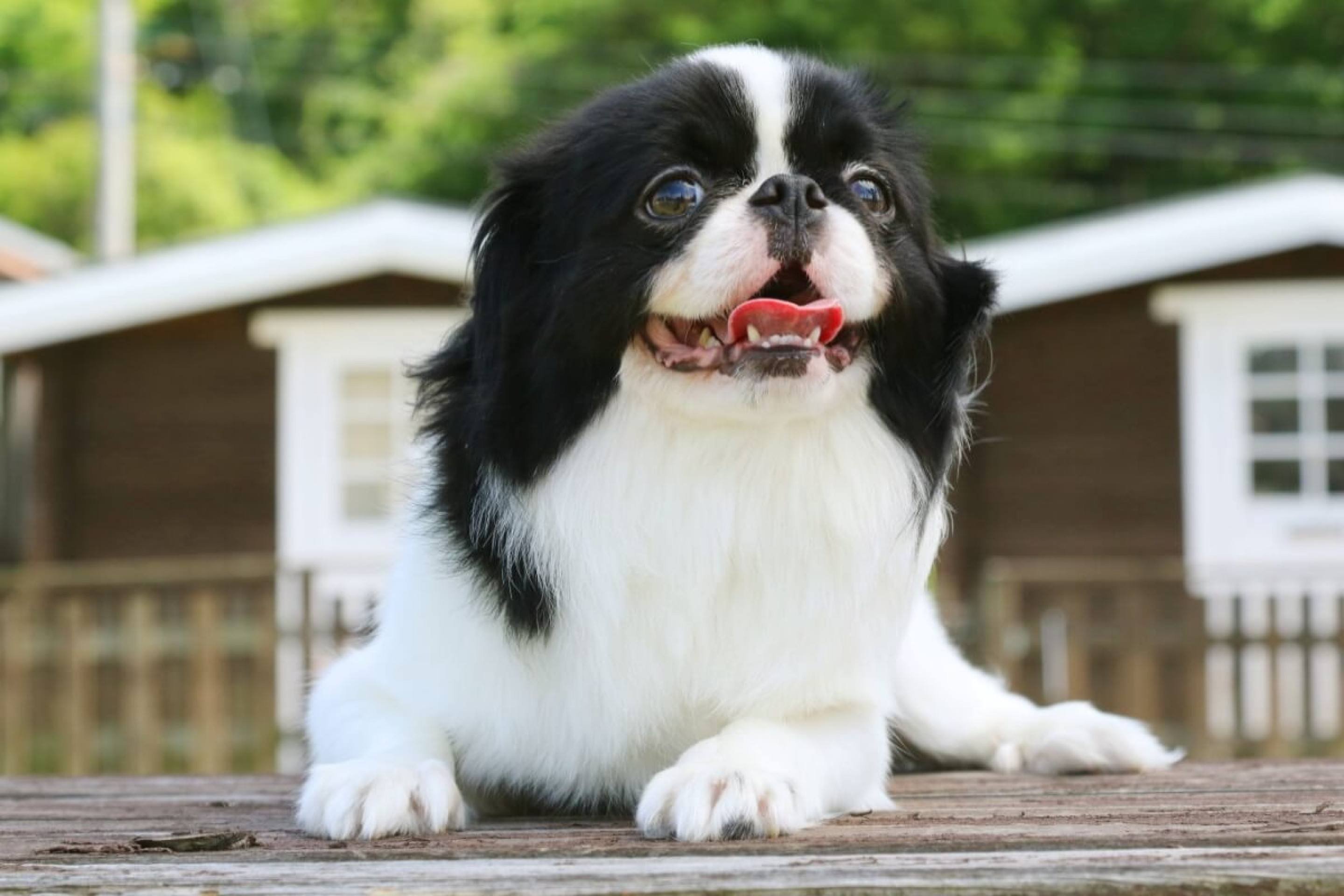 4 características do cachorro da raça spaniel japonês 