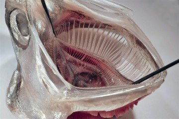 Nessa anchova, que inspira o novo filtro, as partículas de plâncton são capturadas pelo sistema de arcos branquiais - (crédito: Jens Hamann) Nessa anchova, que inspira o novo filtro, as partículas de plâncton são capturadas pelo sistema de arcos branquiais - (crédito: Jens Hamann)