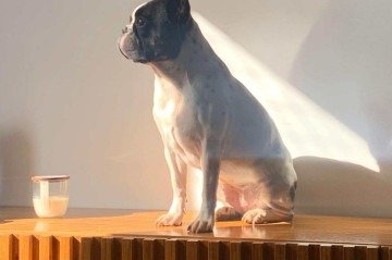 Zara n&atilde;o consegue participar de confraterniza&ccedil;&otilde;es fora de casa e reage mal a ambientes com muita gente, barulho e movimento intenso -  (crédito: Arquivo pessoal)