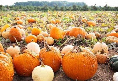 Embora seja comumente citada como legume, a abóbora é classificada como um fruto pelos botânicos, como acontece, por exemplo, também com o tomate. 
 -  (crédito:  Imagem de Jill Wellington por Pixabay) -Embora seja comumente citada como legume, a abóbora é classificada como um fruto pelos botânicos, como acontece, por exemplo, também com o tomate. 
 -  (crédito:  Imagem de Jill Wellington por Pixabay)