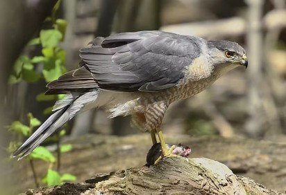 Um gavião-galinha (Accipiter cooperi) aprendeu a usar o semáforo para capturar presas em um cruzamento de West Orange, Nova Jersey, nos Estados Unidos. A conclusão foi descrita na revista científica Frontiers in Ethology, pelo pesquisador Vladimir Dinets, da Universidade do Tennessee.  -  (crédito: Mykola Swarnyk/Wikimedia Commons) -Um gavião-galinha (Accipiter cooperi) aprendeu a usar o semáforo para capturar presas em um cruzamento de West Orange, Nova Jersey, nos Estados Unidos. A conclusão foi descrita na revista científica Frontiers in Ethology, pelo pesquisador Vladimir Dinets, da Universidade do Tennessee.  -  (crédito: Mykola Swarnyk/Wikimedia Commons)