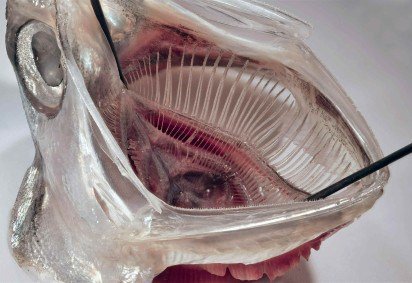 Nessa anchova, que inspira o novo filtro, as partículas de plâncton são capturadas pelo sistema de arcos branquiais -  (crédito: Jens Hamann) -Nessa anchova, que inspira o novo filtro, as partículas de plâncton são capturadas pelo sistema de arcos branquiais -  (crédito: Jens Hamann)