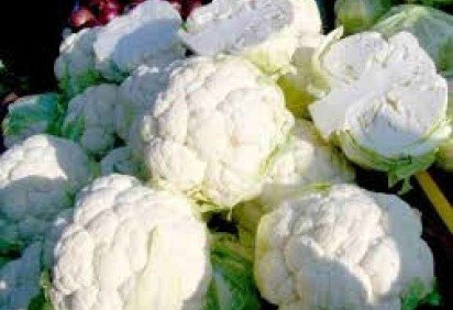 Muito consumida no Brasil, a couve-flor é um vegetal crucífero, cujo consumo regular é associado a risco menor de câncer -  (crédito: PXHere/Divulgação ) -Muito consumida no Brasil, a couve-flor é um vegetal crucífero, cujo consumo regular é associado a risco menor de câncer -  (crédito: PXHere/Divulgação )