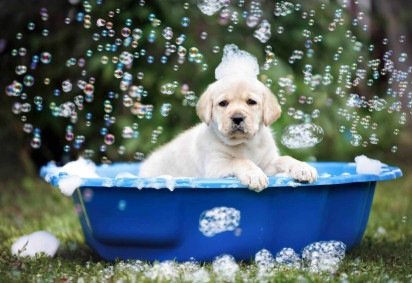 Cuidados simples ajudam a tornar o banho mais seguro para o filhote (Imagem: otsphoto | Shutterstock) -  (crédito: EdiCase) -Cuidados simples ajudam a tornar o banho mais seguro para o filhote (Imagem: otsphoto | Shutterstock) -  (crédito: EdiCase)
