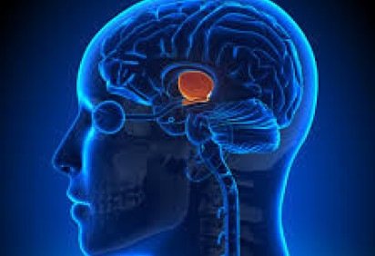 A ação de genes no hipotálamo está associada à saciedade -  (crédito: PxHere/Divulgação ) -A ação de genes no hipotálamo está associada à saciedade -  (crédito: PxHere/Divulgação )