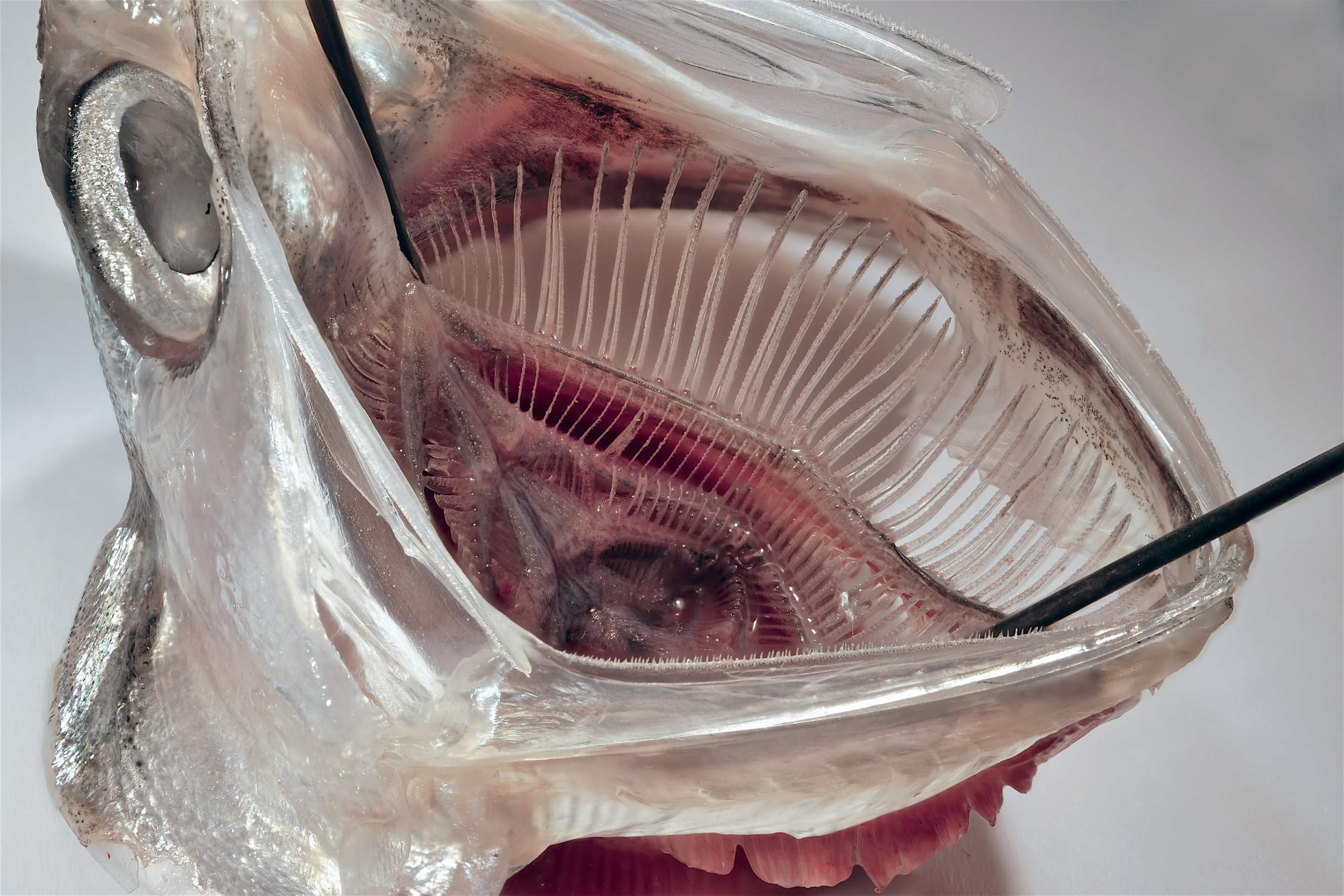 Filtro ajuda contra microplásticos descartados pelas lava-roupas