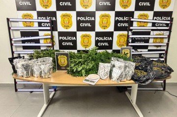 Diversos pés e porções acondicionadas da droga foram apreendidos durante a operação - (crédito: Reprodução/PCDF) Diversos pés e porções acondicionadas da droga foram apreendidos durante a operação - (crédito: Reprodução/PCDF)