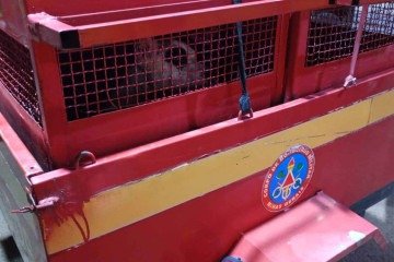 Bombeiros fizeram a captura do pitbull, que foi encaminhado ao Canil Municipal -  (crédito: Corpo de Bombeiros/Reprodução)