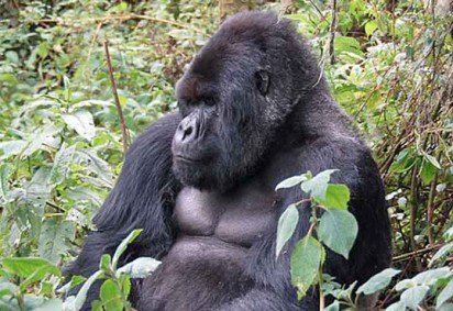 As gorilas-da-montanha, espécie que tem o nome científico Gorilla beringei beringei, acabam de se juntar a um grupo raro de espécies que apresentam menopausa, uma condição até pouco tempo considerada exclusiva dos seres humanos. 
 -  (crédito: - Dave Proffer/Wikimédia Commons) -As gorilas-da-montanha, espécie que tem o nome científico Gorilla beringei beringei, acabam de se juntar a um grupo raro de espécies que apresentam menopausa, uma condição até pouco tempo considerada exclusiva dos seres humanos. 
 -  (crédito: - Dave Proffer/Wikimédia Commons)