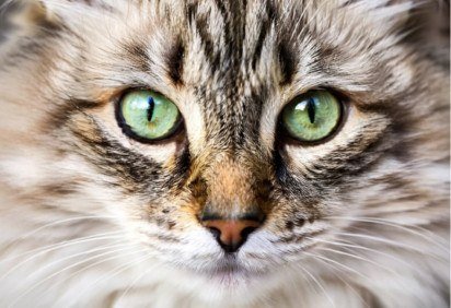 Existem animais com visão excepcional, como aves de rapina, felinos e alguns insetos. Essa capacidade é essencial para caça, sobrevivência e navegação, permitindo detectar presas, predadores ou obstáculos a longas distâncias ou em baixa luz.  -  (crédito: Imagem gerada por i.a ) -Existem animais com visão excepcional, como aves de rapina, felinos e alguns insetos. Essa capacidade é essencial para caça, sobrevivência e navegação, permitindo detectar presas, predadores ou obstáculos a longas distâncias ou em baixa luz.  -  (crédito: Imagem gerada por i.a )