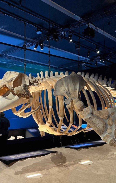 Museu inaugura a nova exposição temporária sobre oceano -  (crédito: Walkyria Lagaci / CB Press)