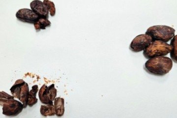 As cascas dos grãos de cacau contêm teobromina e cafeína, que podem ser transferidas para o mel de abelhas sem ferrão