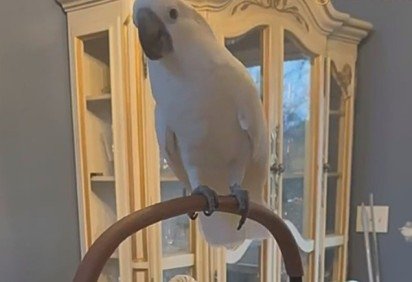 Na Califórnia, uma cacatua cega de 50 anos chamada Dino teve a vida transformada após ser acolhida por uma voluntária e conhecer Magnolia, outra cacatua que virou sua fiel companheira. -  (crédito: Reprodução / Instagram geobeatsanimals) -Na Califórnia, uma cacatua cega de 50 anos chamada Dino teve a vida transformada após ser acolhida por uma voluntária e conhecer Magnolia, outra cacatua que virou sua fiel companheira. -  (crédito: Reprodução / Instagram geobeatsanimals)