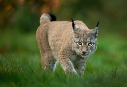 Os linces são facilmente reconhecidos pelos tufos de pelos escuros nas pontas das orelhas (Imagem: Piotr Krzeslak | Shutterstock)
 -  (crédito: EdiCase) -Os linces são facilmente reconhecidos pelos tufos de pelos escuros nas pontas das orelhas (Imagem: Piotr Krzeslak | Shutterstock)
 -  (crédito: EdiCase)