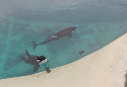 O parque Marineland fechou suas portas em janeiro de 2025 -  (crédito: Seph Lawless)