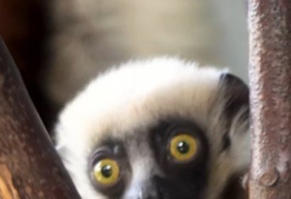 Os lêmures estão na lista das espécies de animais sob ameaça de extinção no planeta. Por isso, quando um indivíduo nasce, é motivo de comemoração. É o que aconteceu com um filhote de lêmure-sifaka, recentemente, no zoológico Chester, em Cheshire, na Inglaterra. -  (crédito: Reprodução/Instagram) -Os lêmures estão na lista das espécies de animais sob ameaça de extinção no planeta. Por isso, quando um indivíduo nasce, é motivo de comemoração. É o que aconteceu com um filhote de lêmure-sifaka, recentemente, no zoológico Chester, em Cheshire, na Inglaterra. -  (crédito: Reprodução/Instagram)