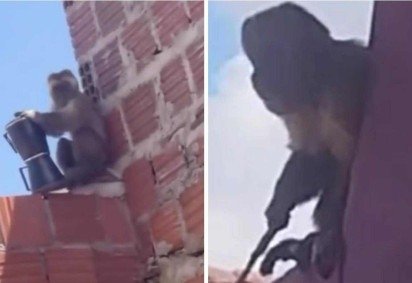Macaco-prego causou confusão em município do Rio Grande do Norte, roubando cafeteira e carregando uma faca -  (crédito: Reprodução) -Macaco-prego causou confusão em município do Rio Grande do Norte, roubando cafeteira e carregando uma faca -  (crédito: Reprodução)