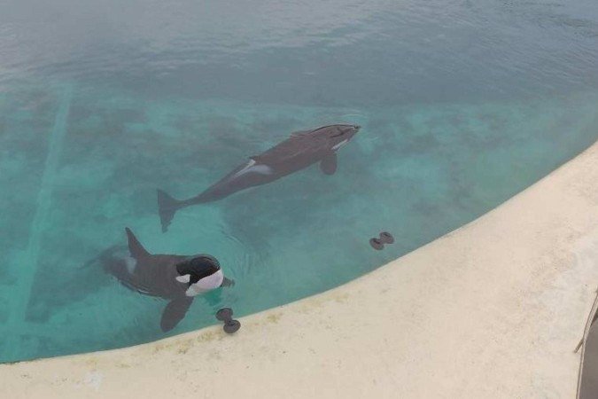 O parque Marineland fechou suas portas em janeiro de 2025 - (crédito: Seph Lawless) O parque Marineland fechou suas portas em janeiro de 2025 - (crédito: Seph Lawless)