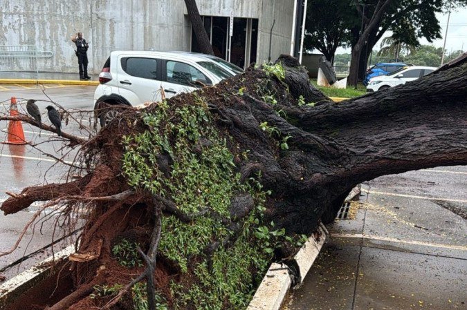 Queda de árvore ocorreu na manhã desta quinta-feira (18) - (crédito: Thiago Nunes) Queda de árvore ocorreu na manhã desta quinta-feira (18) - (crédito: Thiago Nunes)
