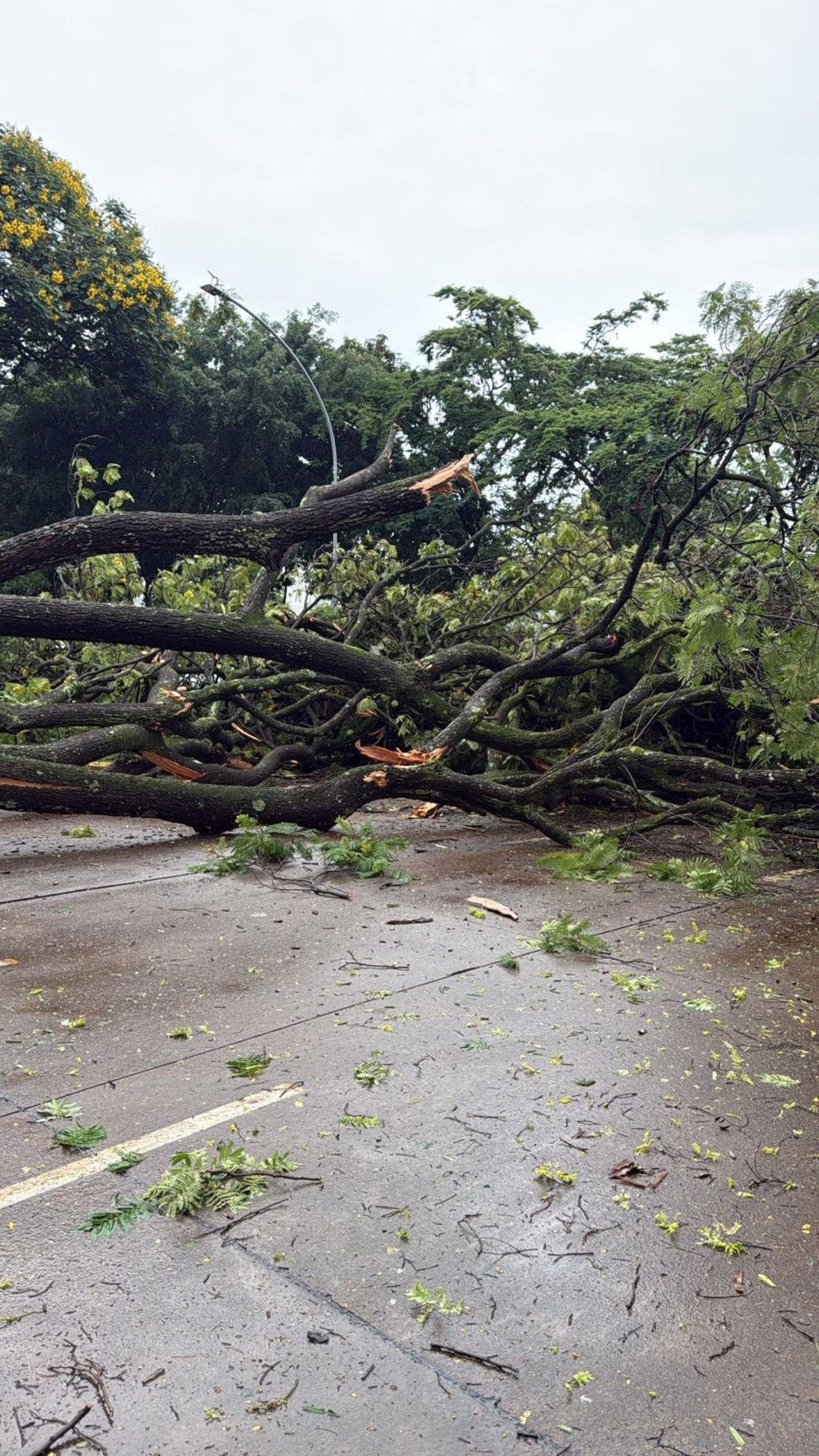 Queda de &aacute;rvore ocorreu na manh&atilde; desta quinta-feira (18)
