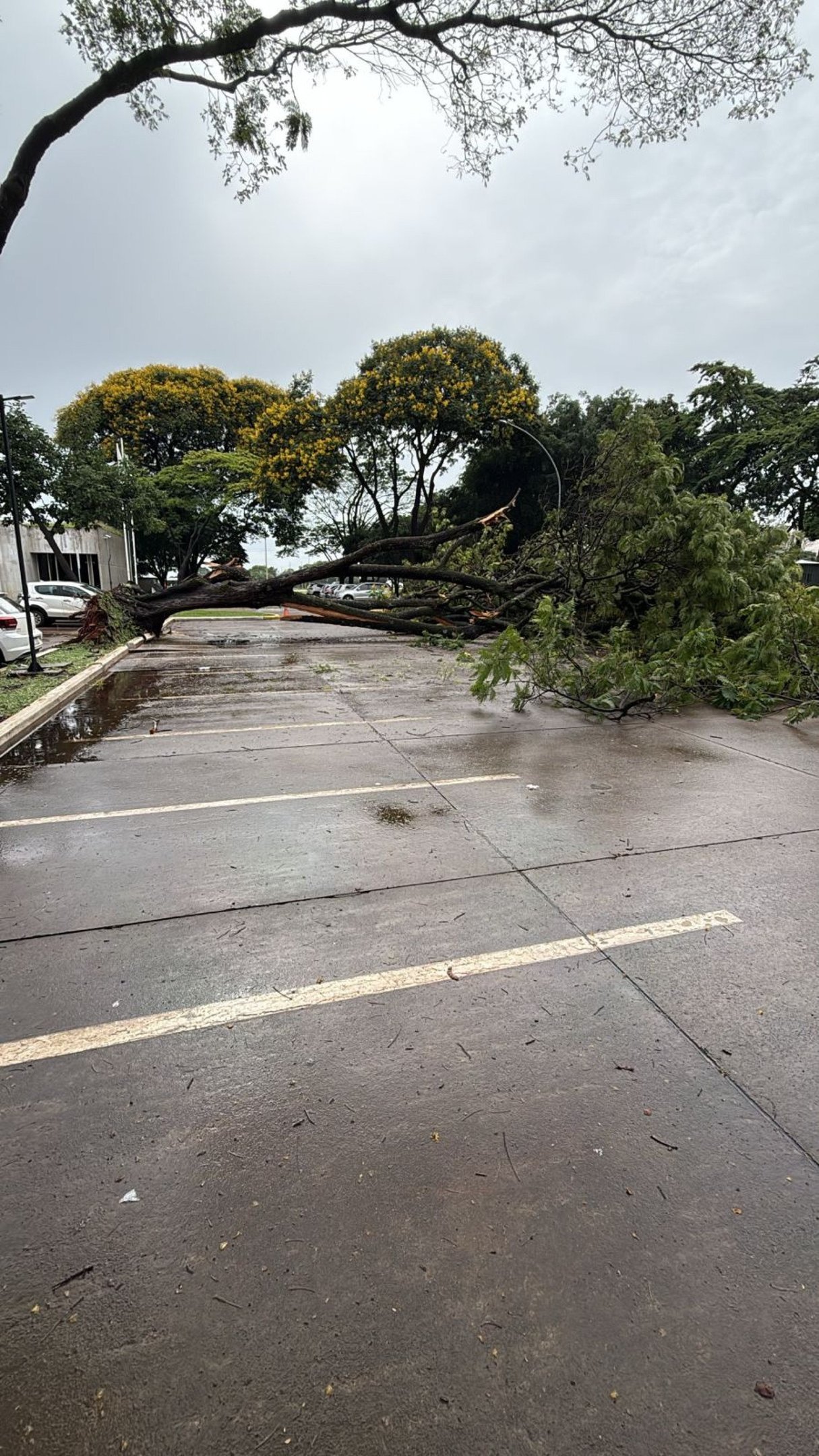 Queda de &aacute;rvore ocorreu na manh&atilde; desta quinta-feira (18)