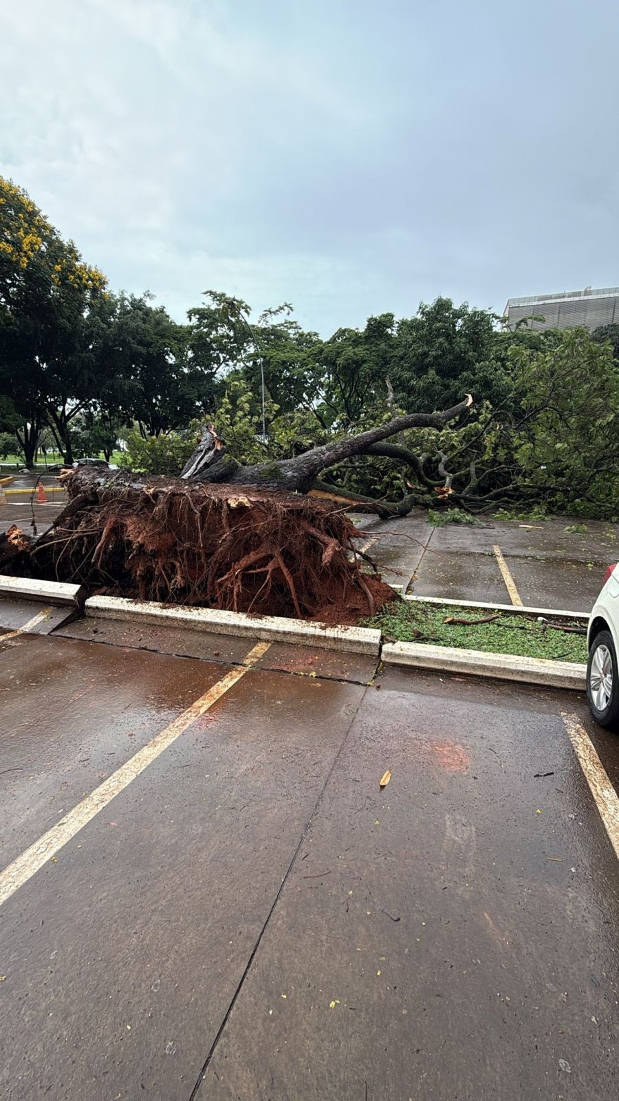 Queda de &aacute;rvore ocorreu na manh&atilde; desta quinta-feira (18)