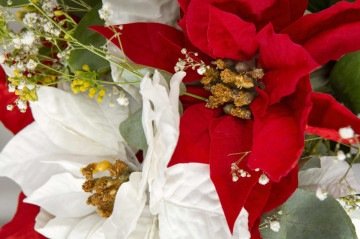 Flor do Natal não é realmente flor e exige cuidados: entenda por que a poinsétia pode causar irritações  -  (crédito: Freepik)