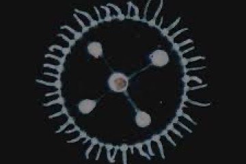 Um mar pra cada um de Luedji Luna 