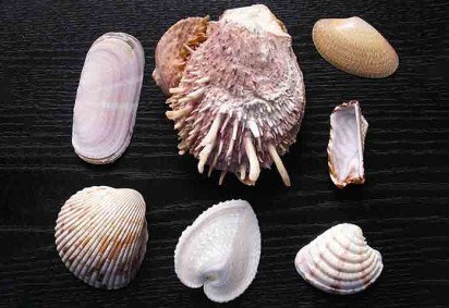 Quem costuma ir à praia deve encontrar muitas conchas pela areia e nem imagina a importância desses elementos para o ecossistema. Afinal, apesar de tão pequenas, elas contribuem para que moluscos e até mesmo caranguejos-eremitas encontrem uma superfície protetora. -  (crédito:  - Creative Commons) -Quem costuma ir à praia deve encontrar muitas conchas pela areia e nem imagina a importância desses elementos para o ecossistema. Afinal, apesar de tão pequenas, elas contribuem para que moluscos e até mesmo caranguejos-eremitas encontrem uma superfície protetora. -  (crédito:  - Creative Commons)
