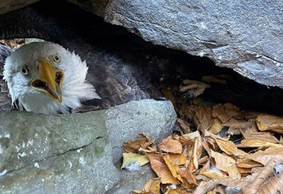 Um alpinista americano chamado Kelston salvou um casal de águias  no Parque Estadual Susquehanna Riverlands, no estado da Pensilvânia. Ele fazia uma expedição quando percebeu o problema.
 -  (crédito: Divulgação/Ravendidge) -Um alpinista americano chamado Kelston salvou um casal de águias  no Parque Estadual Susquehanna Riverlands, no estado da Pensilvânia. Ele fazia uma expedição quando percebeu o problema.
 -  (crédito: Divulgação/Ravendidge)