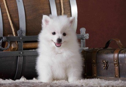 Apesar de parecidos, o spitz alemão e o volpino italiano são cachorros diferentes (Imagem: Natalia Fedosova | Shutterstock) -  (crédito: EdiCase) -Apesar de parecidos, o spitz alemão e o volpino italiano são cachorros diferentes (Imagem: Natalia Fedosova | Shutterstock) -  (crédito: EdiCase)
