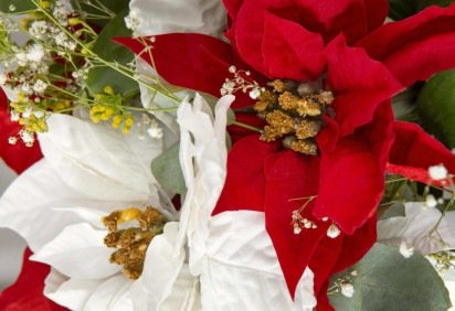 Flor do Natal não é realmente flor e exige cuidados: entenda por que a poinsétia pode causar irritações  -  (crédito: Freepik)