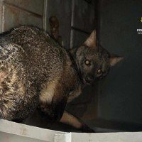 Raposa é resgatada ferida no Setor de Mansões Dom Bosco -  (crédito: PMDF/Divulgação)