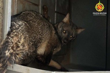 Raposa é resgatada ferida no Setor de Mansões Dom Bosco -  (crédito: PMDF/Divulgação)