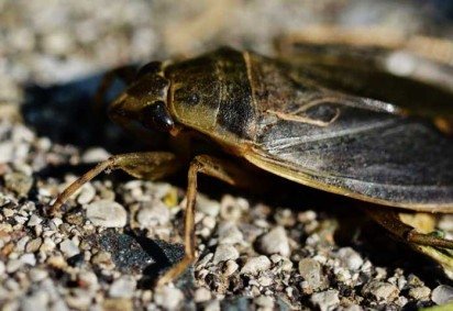 Pesquisadores do Japão descobriram informações interessantes sobre um inseto temido por muitos: a barata gigante aquática (cientificamente chamada Lethocerus indicus). -  (crédito: - Ryan Hodnett/Wikimedia Commons) -Pesquisadores do Japão descobriram informações interessantes sobre um inseto temido por muitos: a barata gigante aquática (cientificamente chamada Lethocerus indicus). -  (crédito: - Ryan Hodnett/Wikimedia Commons)