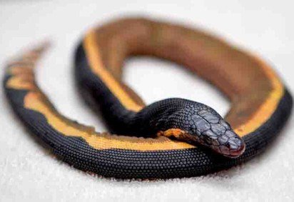 Um dos animais mais venenosos do mundo, a cobra-do-mar-pelágio (Hydrophis platurus) é uma serpente marinha, de barriga amarela, que pode medir até 90 centímetros e matar até cem homens adultos com uma única dose. Contudo, elas evitam praias, águas rasas e contato com humanos. -  (crédito: Museu de História Natural do Condado de Los Angeles) -Um dos animais mais venenosos do mundo, a cobra-do-mar-pelágio (Hydrophis platurus) é uma serpente marinha, de barriga amarela, que pode medir até 90 centímetros e matar até cem homens adultos com uma única dose. Contudo, elas evitam praias, águas rasas e contato com humanos. -  (crédito: Museu de História Natural do Condado de Los Angeles)