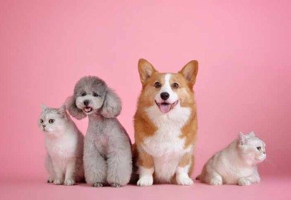 Uma transformação na relação entre humanos e animais de estimação tem sido evidenciada por serviços e produtos de luxo voltados para este segmento.  -  (crédito: huoadg5888/Pixabay) -Uma transformação na relação entre humanos e animais de estimação tem sido evidenciada por serviços e produtos de luxo voltados para este segmento.  -  (crédito: huoadg5888/Pixabay)