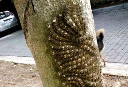 Na Serra do Itatins, em Peruíbe, São Paulo, lagartas passaram a se unir na tentativa de parecer um animal maior e, assim, assustar predadores. Especialistas alertam que estes insetos da família Saturniidae podem representar risco mortal. Elas ainda se camuflam e se alimentam em grupo nos troncos das árvores.

 -  -Na Serra do Itatins, em Peruíbe, São Paulo, lagartas passaram a se unir na tentativa de parecer um animal maior e, assim, assustar predadores. Especialistas alertam que estes insetos da família Saturniidae podem representar risco mortal. Elas ainda se camuflam e se alimentam em grupo nos troncos das árvores.

 - 