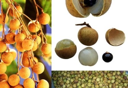 Além das frutas de consumo mais comum e frequente, o Brasil tem uma série de frutas exóticas, que vieram de outros países e que são consumidas puras ou usadas para o preparo de sobremesas. Veja algumas que são nativas de outros países, mas foram trazidas para cá.  -  (crédito: Agnieszka Kwiecie?, Nova wikimedia commons) -Além das frutas de consumo mais comum e frequente, o Brasil tem uma série de frutas exóticas, que vieram de outros países e que são consumidas puras ou usadas para o preparo de sobremesas. Veja algumas que são nativas de outros países, mas foram trazidas para cá.  -  (crédito: Agnieszka Kwiecie?, Nova wikimedia commons)