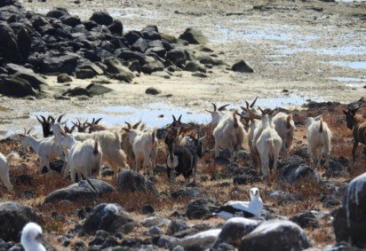 As cabras são animais considerados sagrados em determinadas regiões e têm sua importância no ecossistema. Afinal, elas ajudam na fertilidade do solo ao reciclar nutrientes, além de serem fundamentais na agricultura familiar, no consumo e na geração de renda.  -  (crédito: Divulgação  UESB) -As cabras são animais considerados sagrados em determinadas regiões e têm sua importância no ecossistema. Afinal, elas ajudam na fertilidade do solo ao reciclar nutrientes, além de serem fundamentais na agricultura familiar, no consumo e na geração de renda.  -  (crédito: Divulgação  UESB)